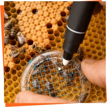 Marcaje de reinas - Utensilios para marcar las abejas reinas Marcaje de reinas - Utensilios para marcar las abejas reinas
